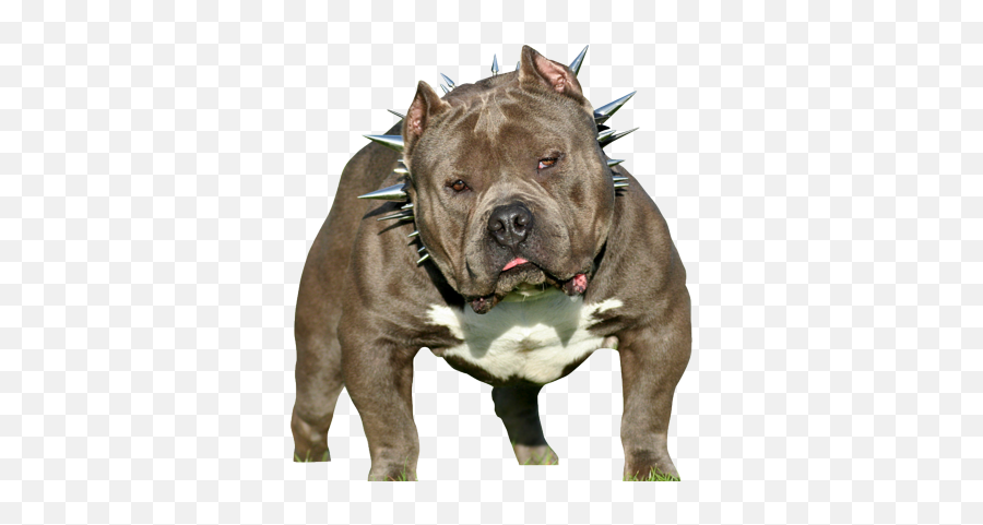 My Little Girls Dad King Gotti - Capone Pitbull Emoji,Pitbull Emoji