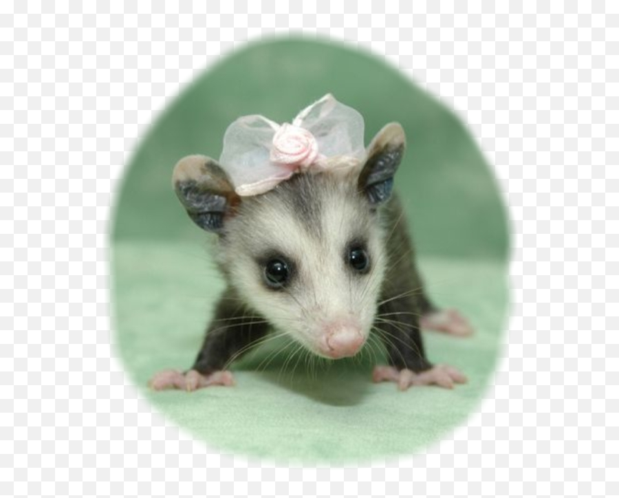 Possum Cuteanimals Bows Opossum - Baby Cute Possums Emoji,Possum Emoji