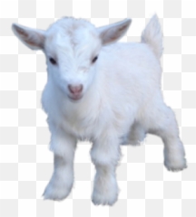 Goat Png And Vectors For Free Download - Royaute Geneve Emoji,Goat Emoji Png