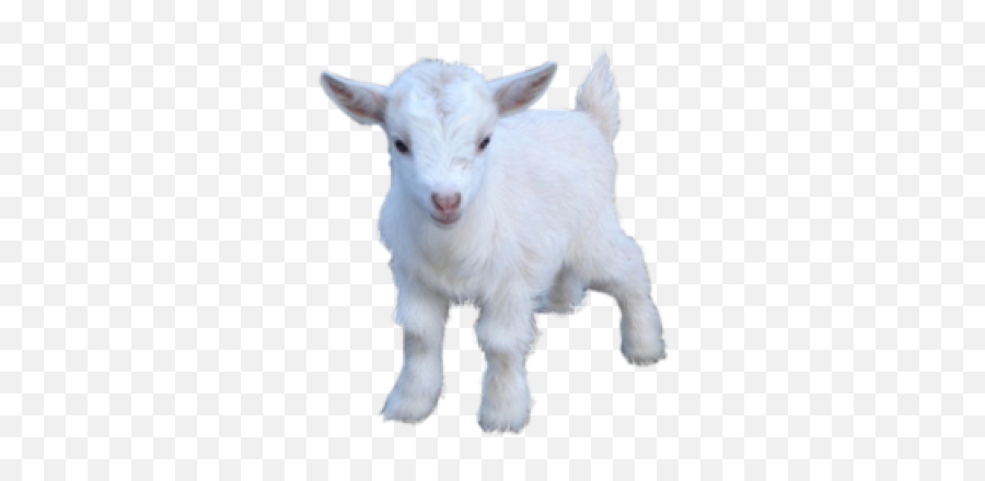 Goat Png And Vectors For Free Download - Royaute Geneve Emoji,Goat Emoji Png