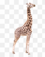 Giraffe Giraffes Animals Animal - Geraffe Transparent Background Emoji,Giraffe Emoji