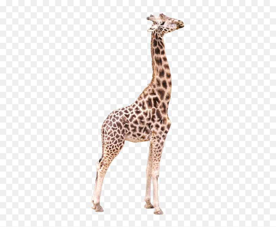 Giraffe Giraffes Animals Animal - Geraffe Transparent Background Emoji,Giraffe Emoji