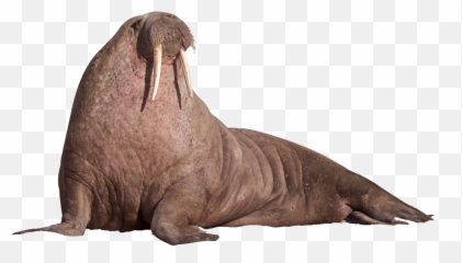 Walrus Outline Transparent Png - Walrus Png Emoji,Walrus Emoji