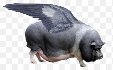 When Pigs Fly - Flying Emoji