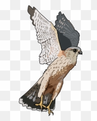 Falcon Clip Art Image - Clipart Transparent Background Emoji