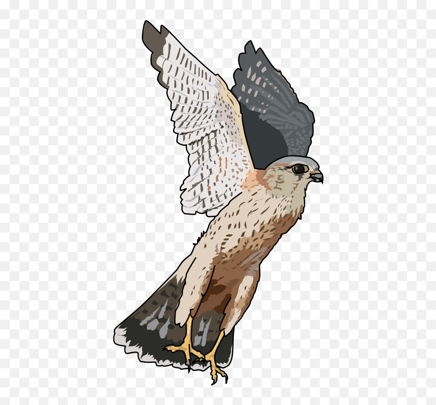 Falcon Clip Art Image - Clipart Falcon Transparent Background Emoji,Falcon Emoji