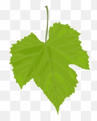 Grape Leaves Transparent Png Clipart - Grape Leaf Clipart Emoji,Leaf Pig Emoji