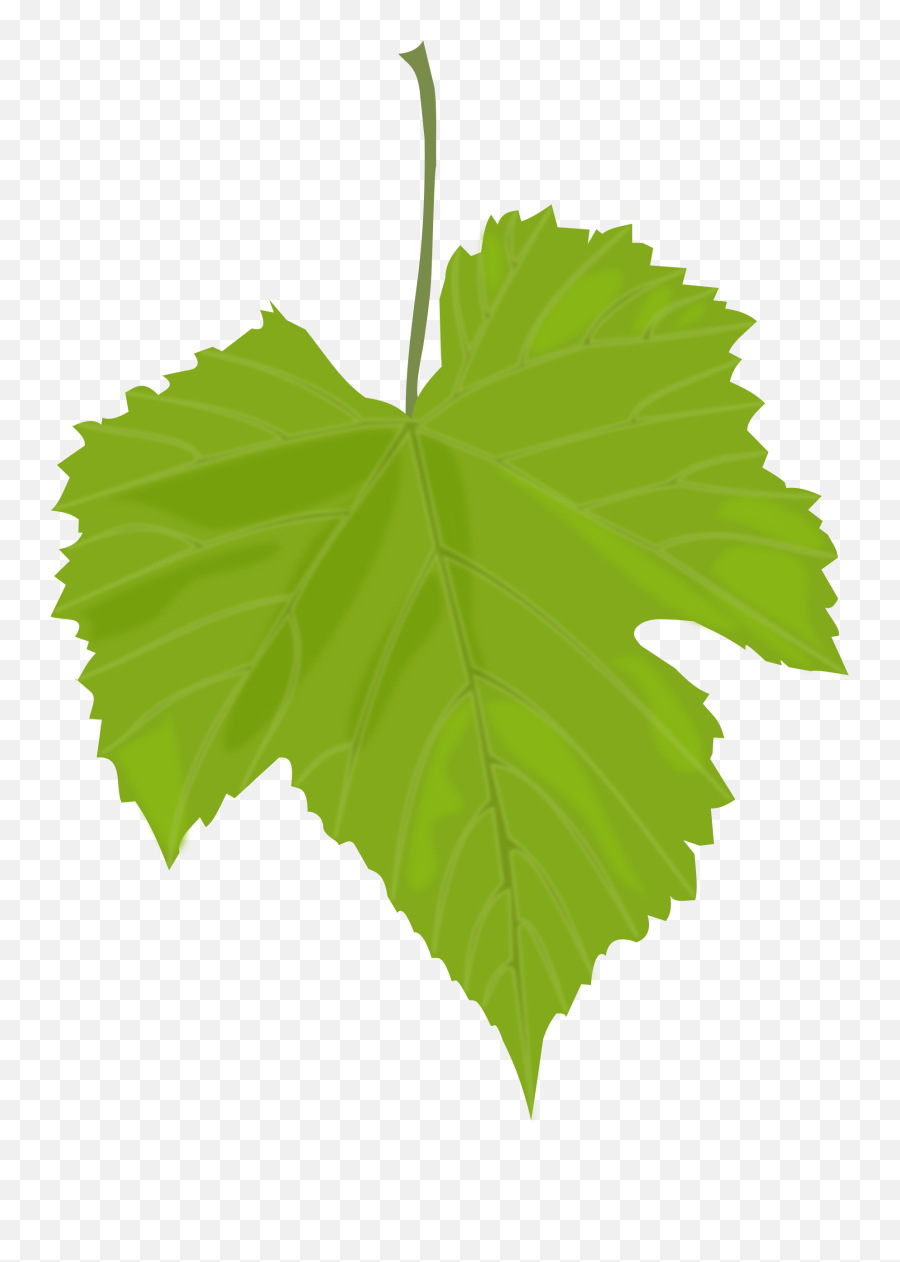 Grape Leaves Transparent Png Clipart - Grape Leaf Clipart Emoji,Leaf Pig Emoji