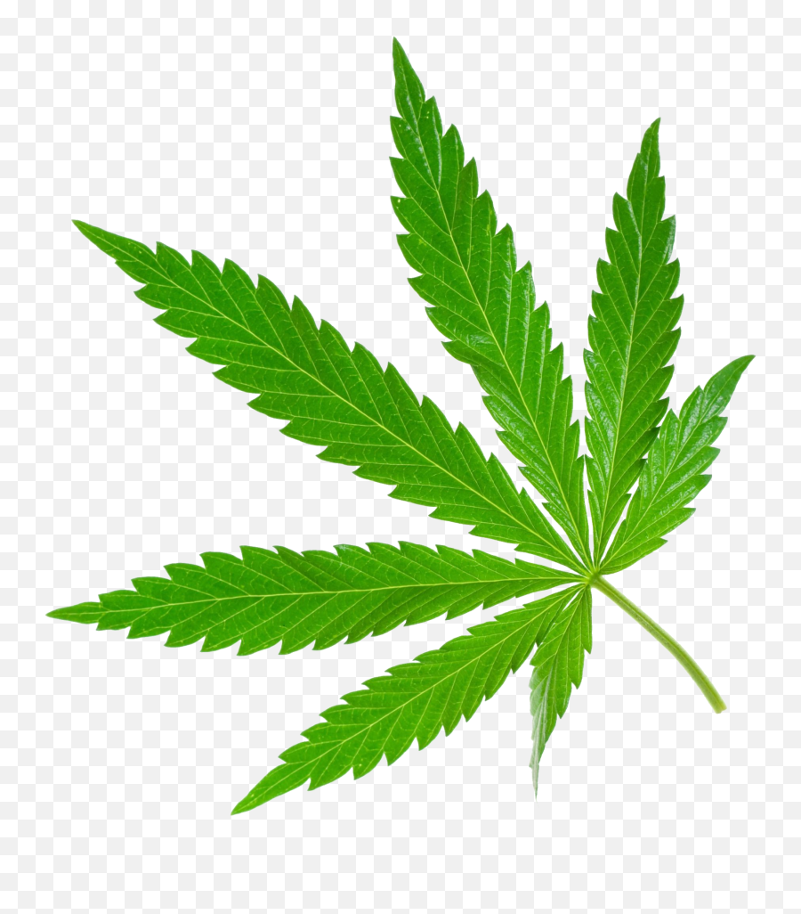 Png Weed Transparent Png Clipart Free - Marijuana Png Emoji,Weed Plant Emoji