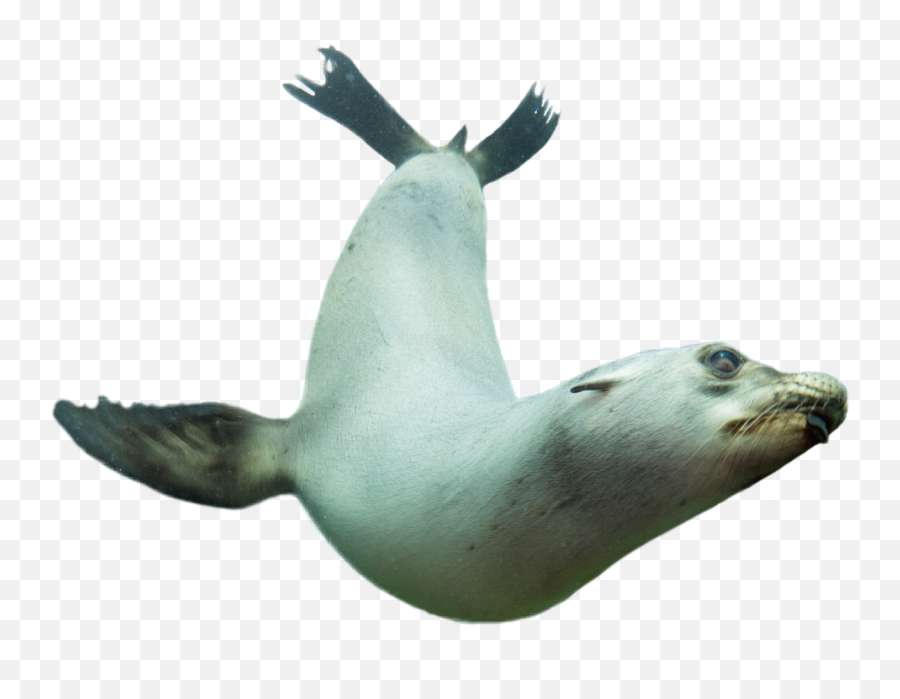 Seal Swimming Underwater Animal Op - California Sea Lion Emoji,Sea Lion Emoji