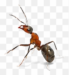 Ant Ants Bugs Insects Insect - Carpenter Ant Emoji,Ant Emoji