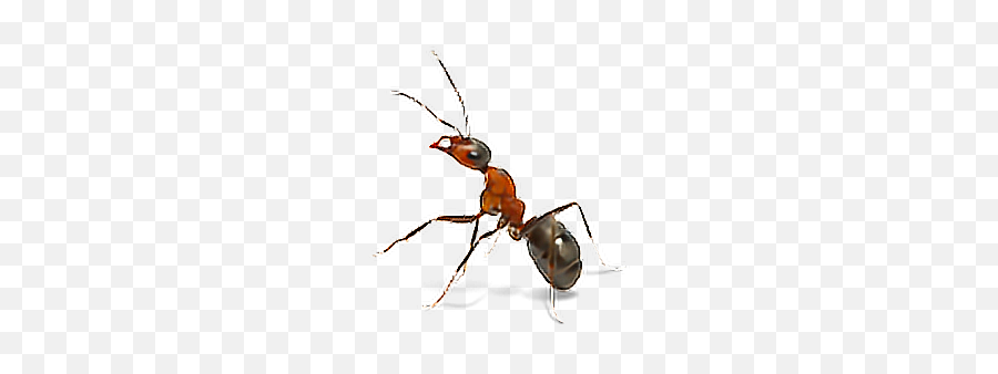 Ant Ants Bugs Insects Insect - Carpenter Ant Emoji,Ant Emoji