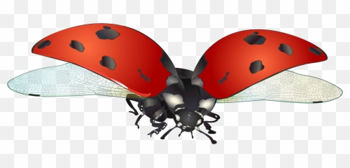 Real Life Transparent Png Clipart - Flying Lady Bug Clipart Emoji,Ladybug Emoji