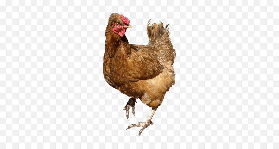 Trending Hen Stickers - Funny Buffalo Chicken Meme Emoji,Hen Emoji