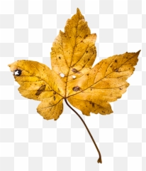 Autumn Fall Leaves Leaf - Maple Leaf Emoji,Fall Leaves Emoji