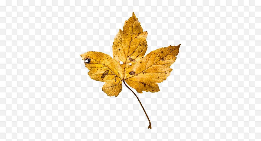 Autumn Fall Leaves Leaf - Maple Leaf Emoji,Fall Leaves Emoji