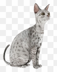 Cat Grey Stickermasterboss Feline Sticker By Andrea - 3ds Max Cat 3d Emoji,Gray Cat Emoji