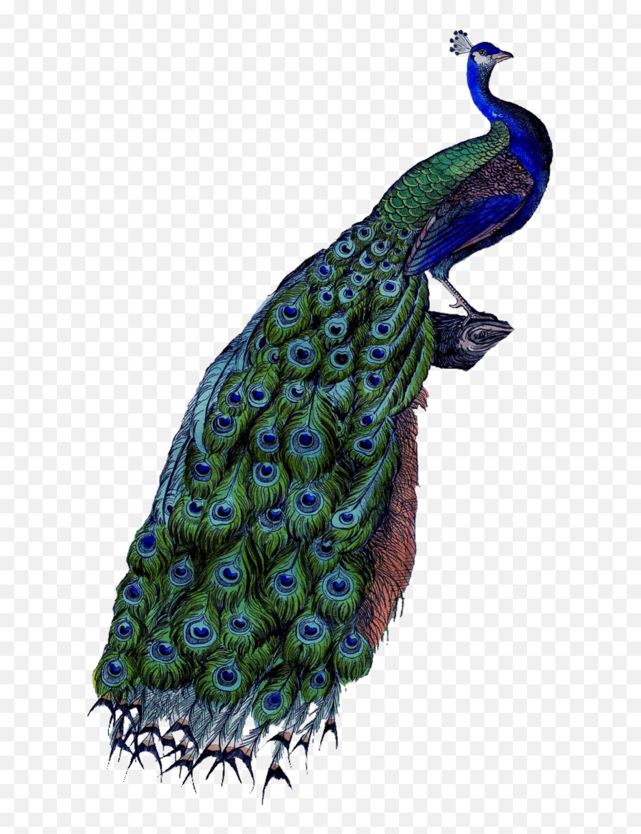Peafowl Clip Art - Peacock Png Png Download 6561089 Transparent Background Peacock Png Hd Emoji,Peacock Emoticon