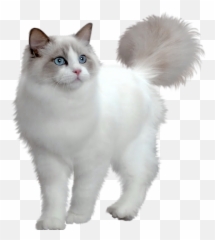 Kitty clipart grey cat Transparent FREE for - Cat Houses Emoji