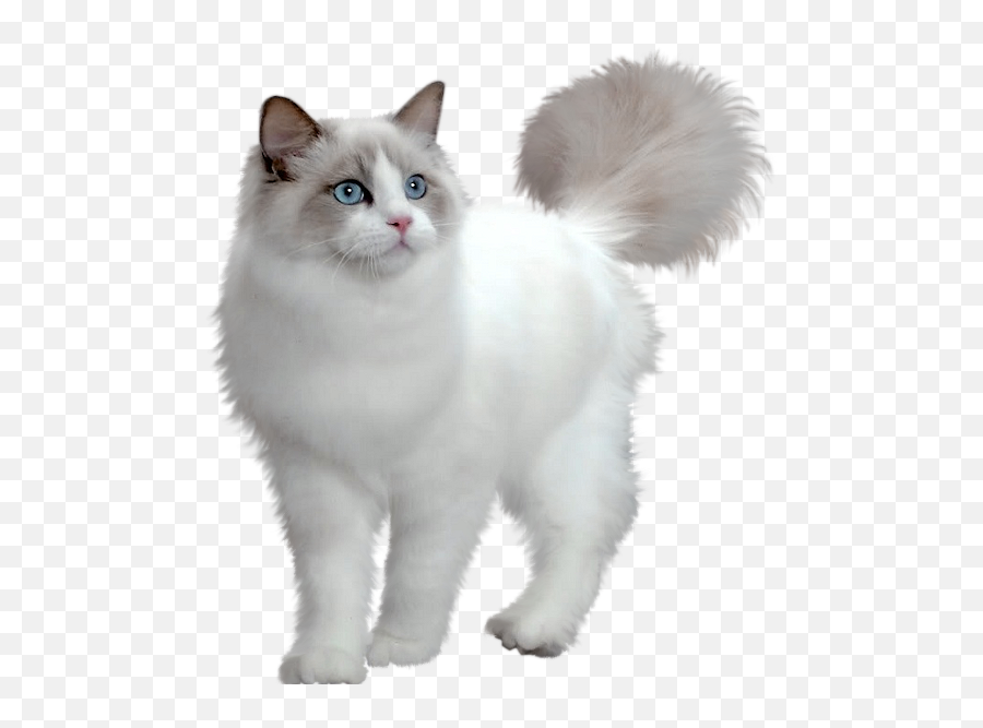 Kitty Clipart Grey Cat Kitty Grey Cat Transparent Free For - Cat Houses Emoji,Gray Cat Emoji