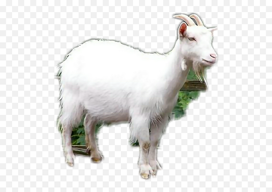 Goat - Bakrid Eid Status Emoji,Goat Emoji Png - free transparent emoji ...