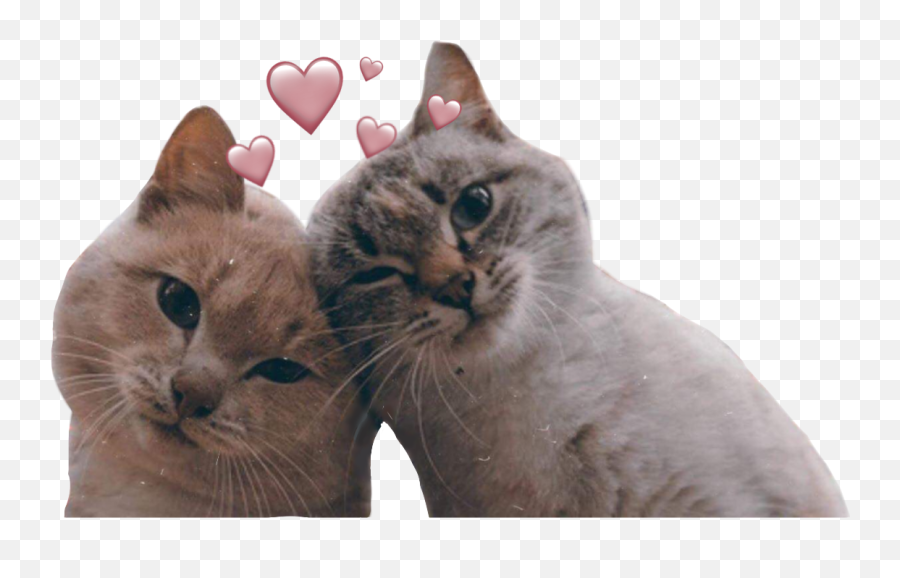 Kittens Cats Aesthetic Love Hearts Emoji,Cat Love Emoji