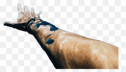 Largest Collection Of Free - Stallion Emoji,Horse Arm Emoji