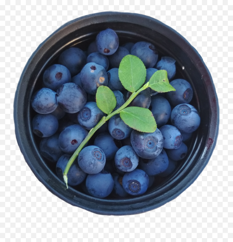 Blueberry Blueberries Blue Berry - Blueberry Emoji,Is There A Blueberry Emoji