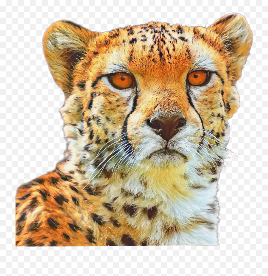 Cheetah Animals Wildanimal - Cheetah Emoji,Cheetah Emoji