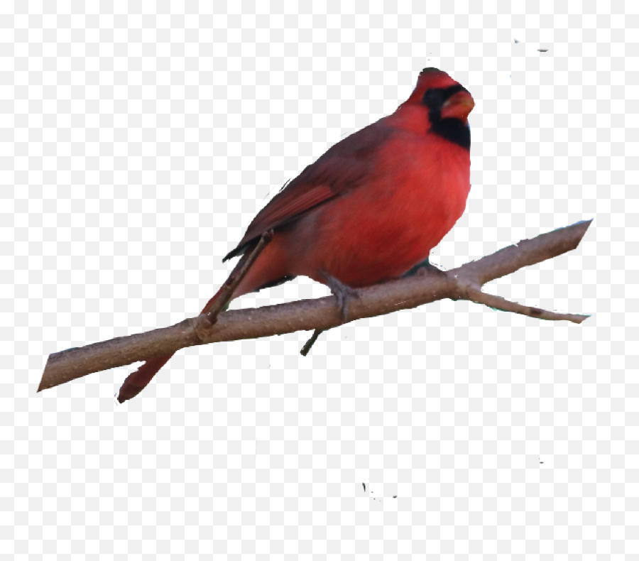 Popular And Trending Cardinal Stickers On Picsart - Northern Cardinal Emoji,Cardinals Emoji