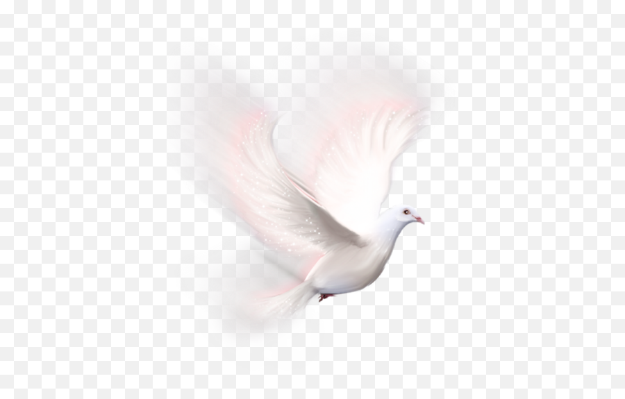 Dove Pigeon Pigeons Sticker By Maria Cristina - Lovely Emoji,Pigeon Emoji
