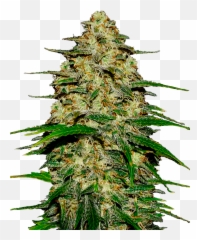 Wedding Cheesecake Auto FastBuds strain info - GrowDiaries Cake Emoji