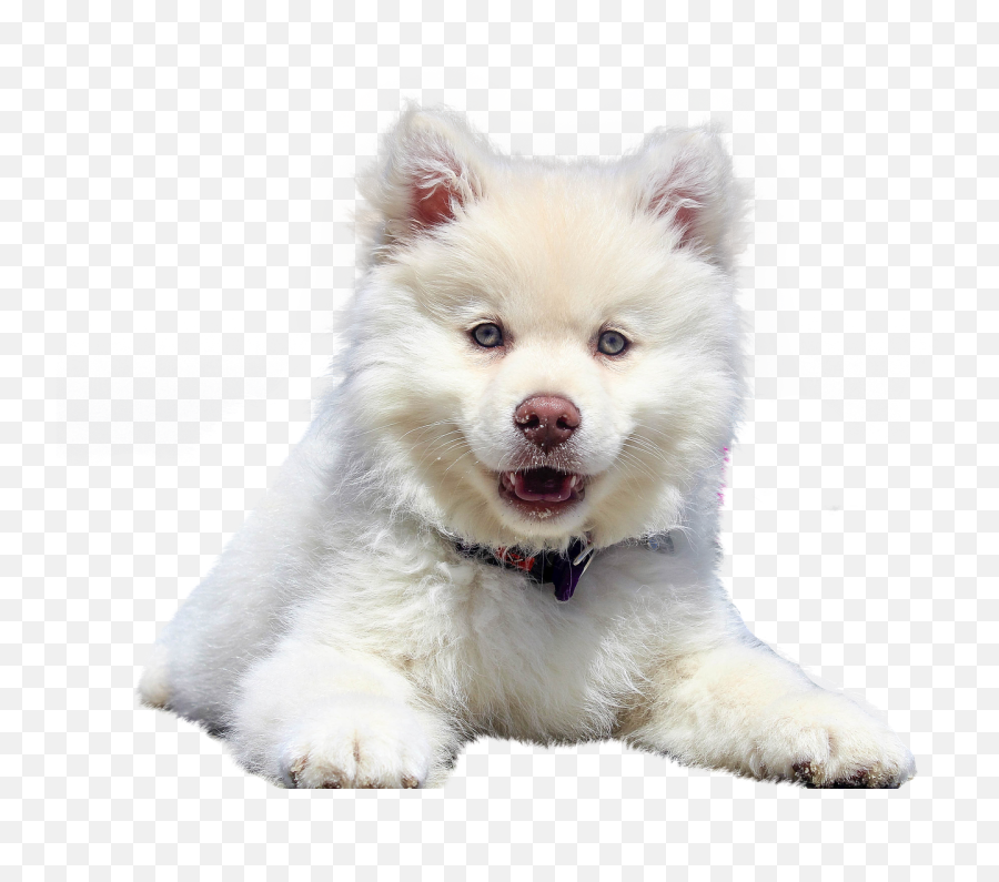 Dog Isolated Animal White Purebred Dog - Quiz What Survivor Dog Are You Emoji,Pit Bull Emoji