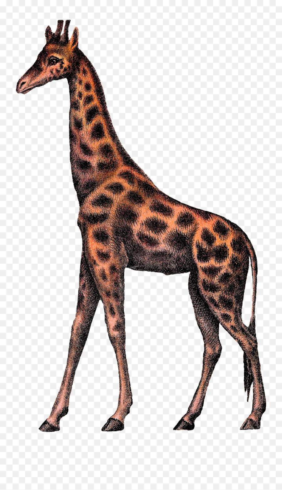 6001 Giraffe Free Clipart - Giraffe Vintage Png Emoji,Giraffe Emoji