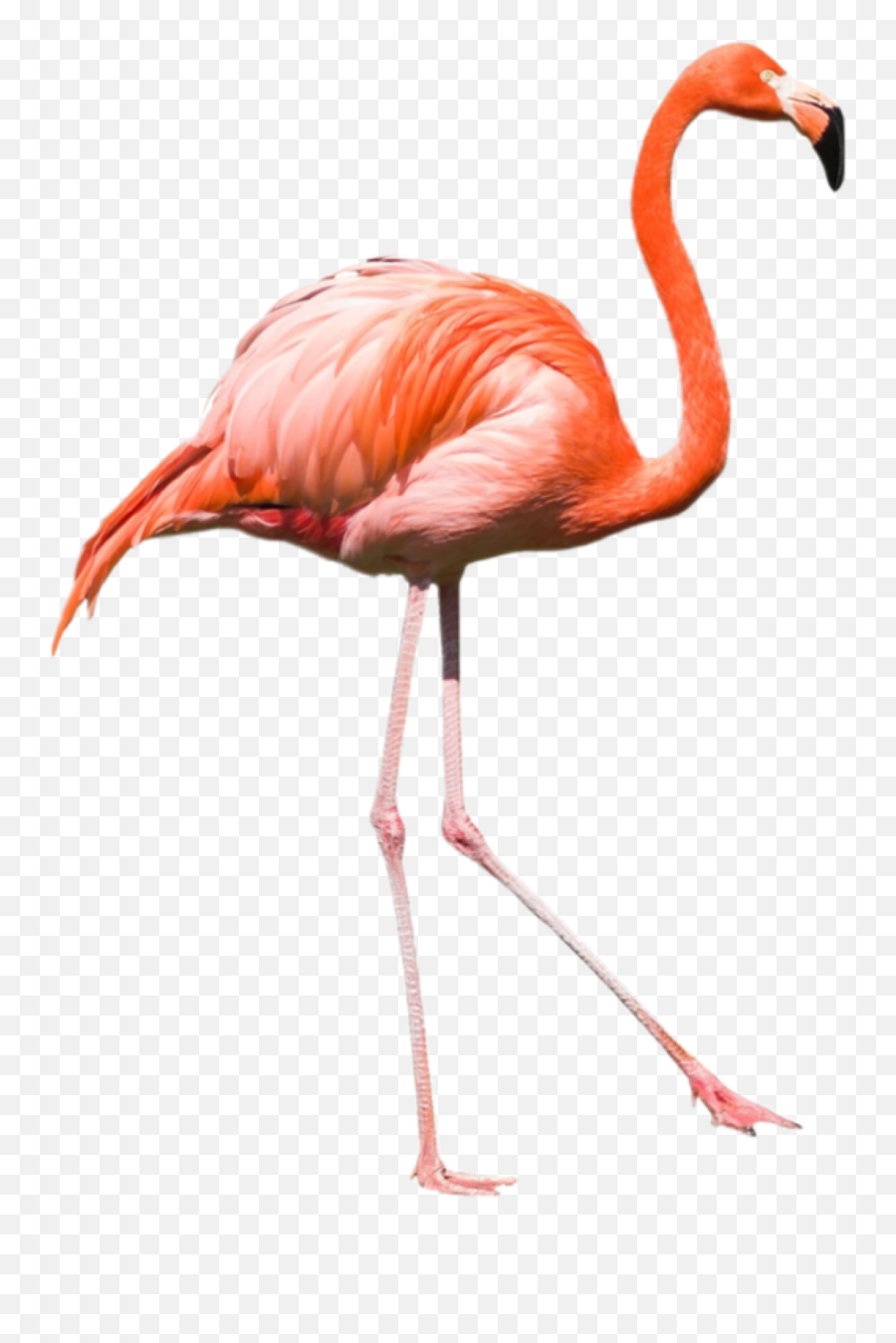 Trending Flamingo Stickers - Watercolor Flamingo Clipart Emoji,Flamingo Emoji For Iphone