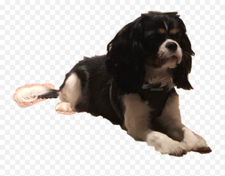 The Newest Duce Stickers On Picsart - Companion Dog Emoji,Duces Emoji