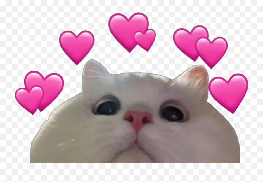 Cat Catlover Cats Gato Gatos Nya Meme - Heart Emoji,Cat Heart Emoji Meme