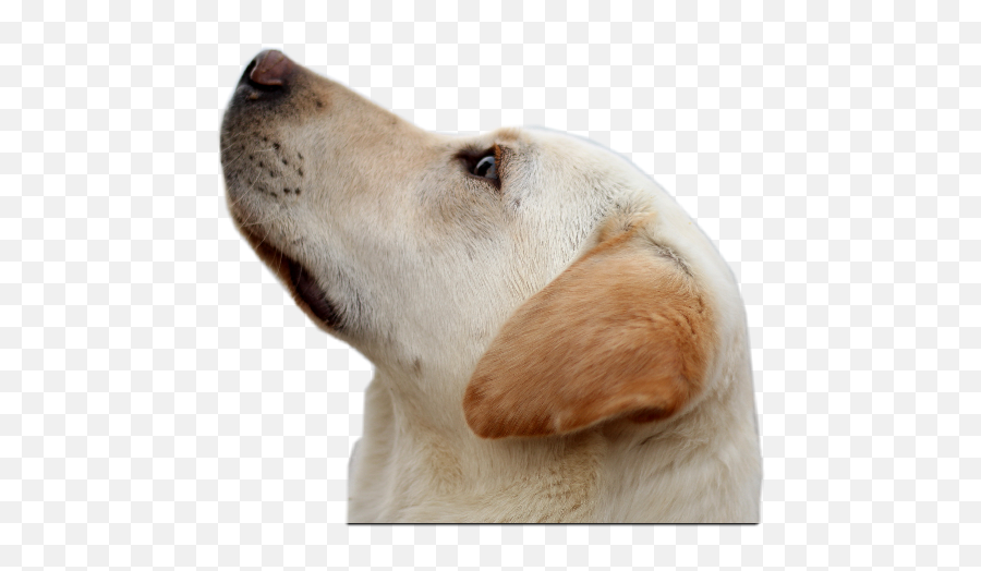 Puppies Dog Doggy Pups Puppy Dogs - Dog Emoji,Doggy Emoji