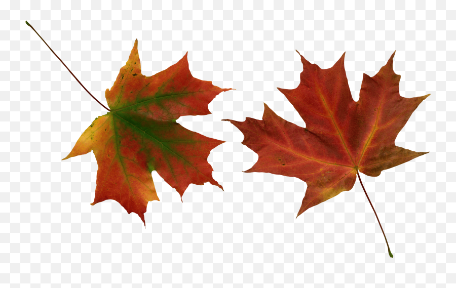 Download Autumn Png Leaf Hq Png Image - Schubert Winterreise Peter Schreier Schiff Emoji,Autumn Leaf Emoji
