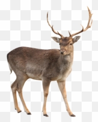 Deer Png And Vectors For Free Download - Emoji
