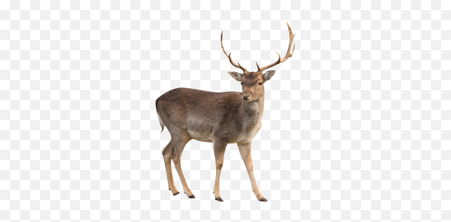 Deer Png And Vectors For Free Download - Deer Png Emoji,Deer Emoji