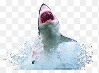 Scsharks Sharks Teeth Monster Scary - Best Great White Shark Emoji,Captain Crunch Emojis