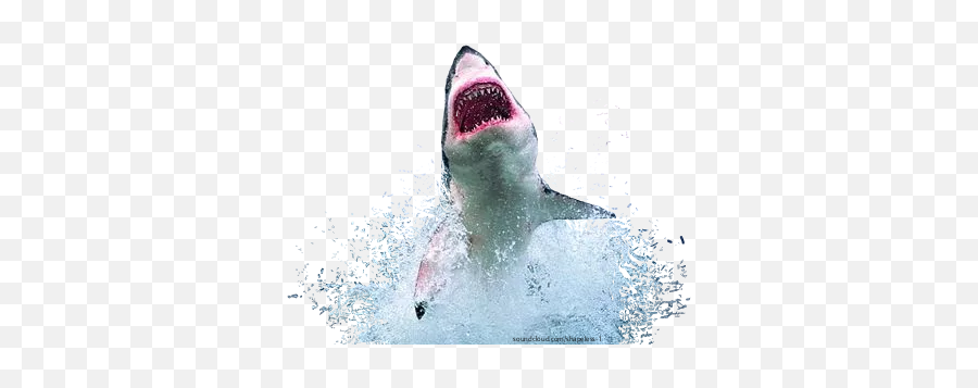 Scsharks Sharks Teeth Monster Scary - Best Great White Shark Emoji,Captain Crunch Emojis
