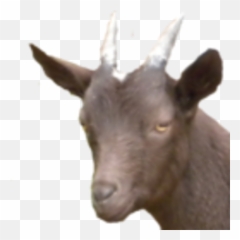 Doomed u0026 Stoned u2014 Papa Paulu0027s Groovy Reviews - Goat Face Png Emoji