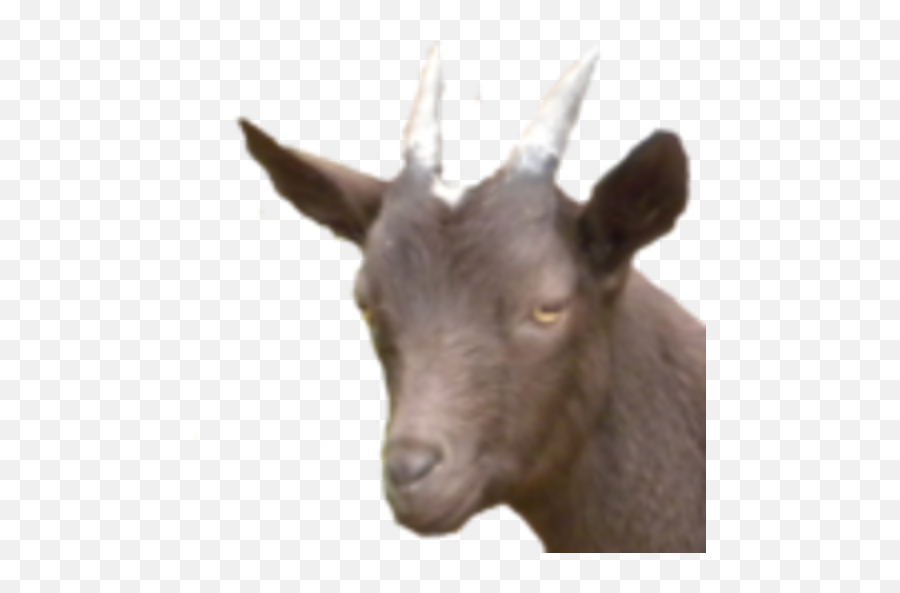 Doomed U0026 Stoned U2014 Papa Paulu0027s Groovy Reviews - Goat Face Png Emoji,Goat Emoji