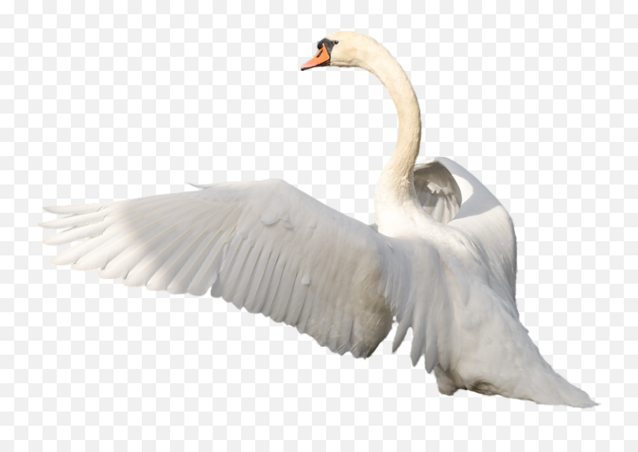 25 Swan Clipart Tundra Swan Free Clip Art Stock - Swan Flying Png Emoji,Swan Emoji