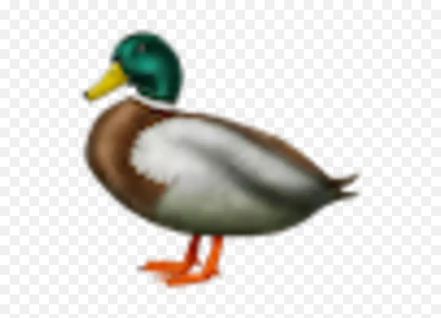 We Ranked All 77 Of The New Emoji,Duck Emojis