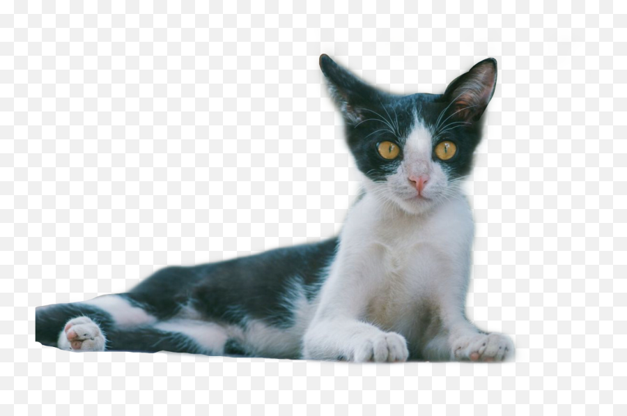 Cat Png Shocked Kitten Freetoedit - Domestic Cat Emoji,Shocked Cat Emoji