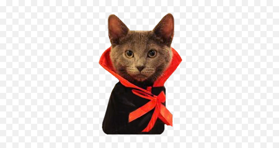 Halloween Cats By Matthew Swack - Domestic Cat Emoji,Bow Tie Emoji Iphone