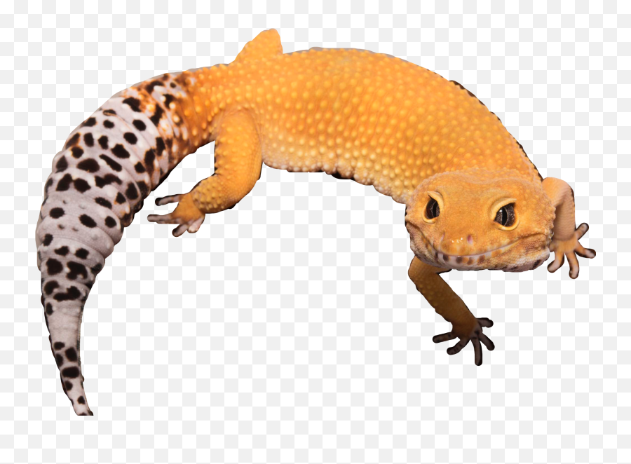 Lizard Reptile Gecko Cute Sticker - Animal Figure Emoji,Lizard Emoji